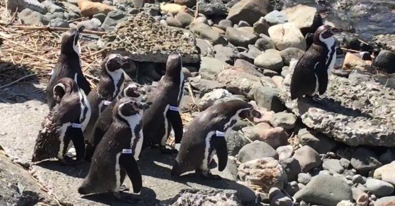 世界ペンギンの日 おたる水族館のペンギンたち 大場 礼 Note
