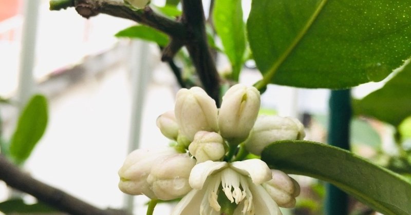 ライムの木が開花しました Kouyu Note
