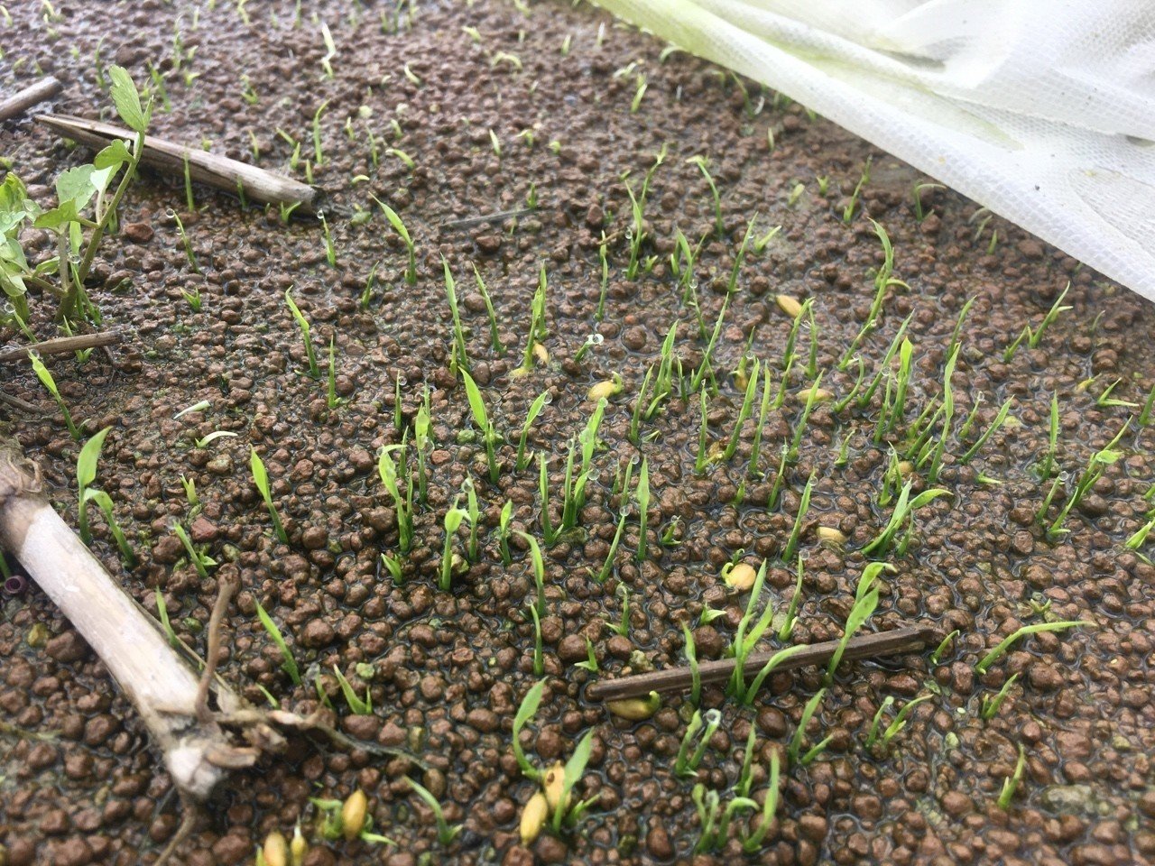 水苗代発芽してきました。｜shanthi-usui