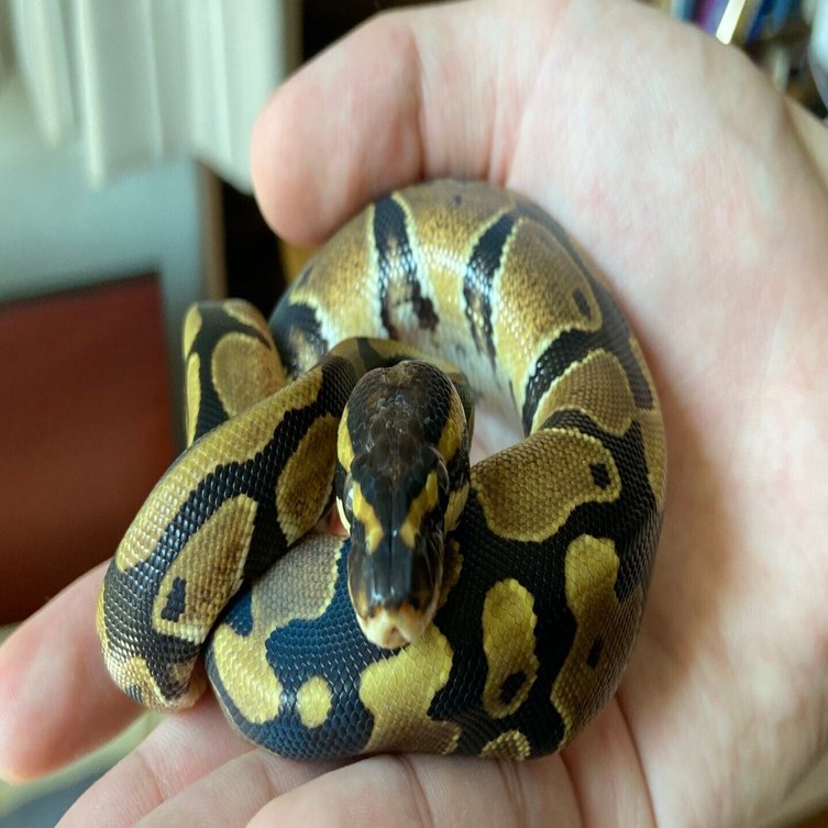 ボールパイソンの模様｜おれのペット