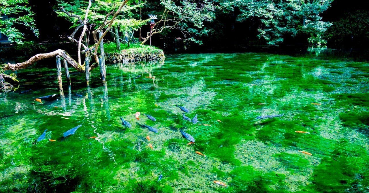 まるで絵画のような風景… ”栃木の「モネの池」”への旅。｜ぷらいまり。