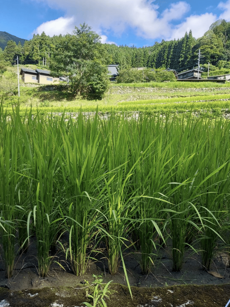 今日6日、兵庫県西脇の奥の岩座神(いさりがみ)の棚田の稲の様子。もう稲穂が顔を出し、青々とした水田を風が渡る。日本の原風景の一枚。