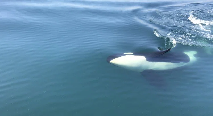 『これが野生のシャチ…』無知でビビりな自分が野生のイルカ、シャチやクジラを見るべく一人で旅してついにこの目で見ることに成功するまでのストーリー｜はき