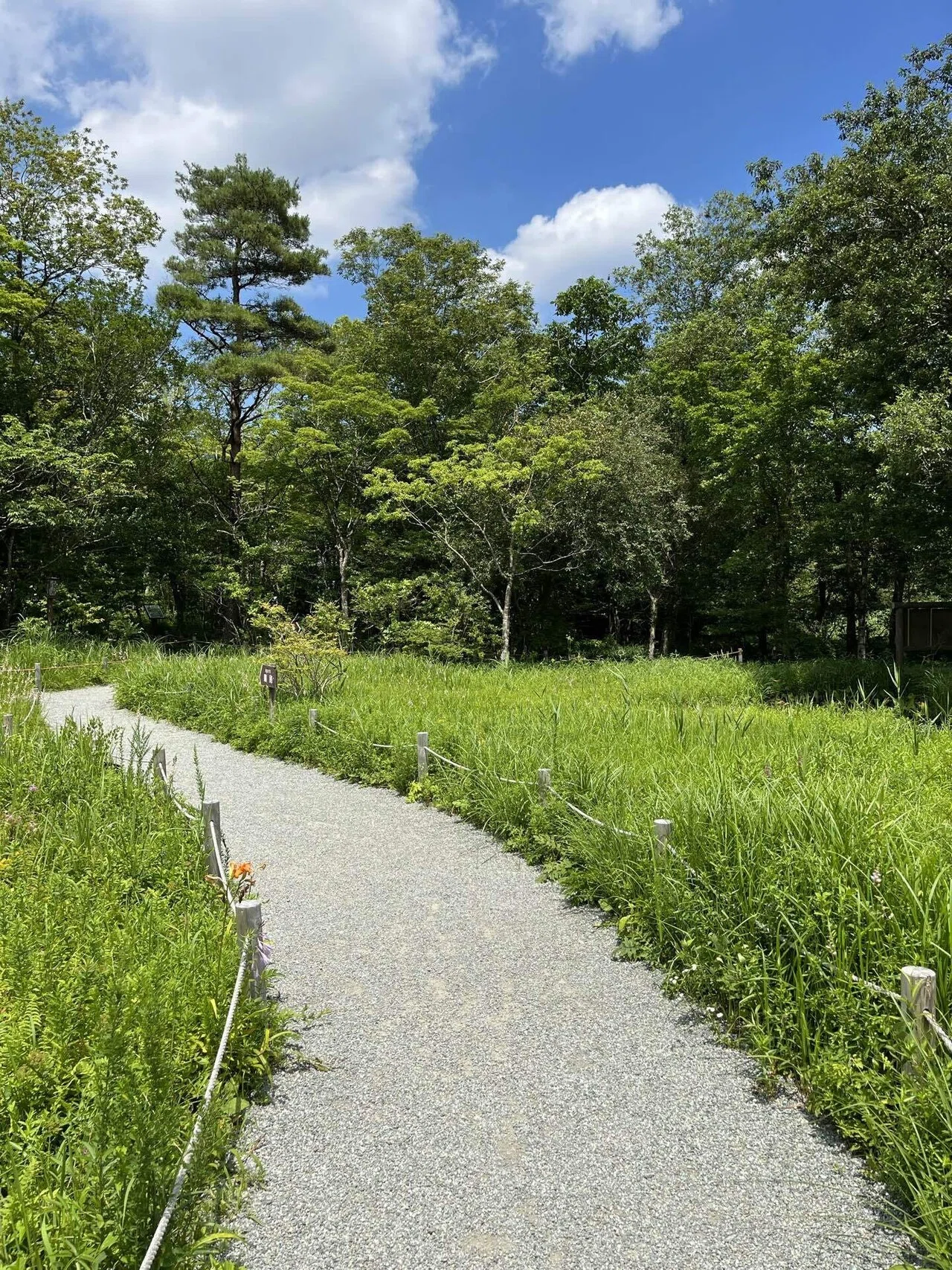 立秋の頃 パステル画 箱根湿性花園 立秋の頃 パステル画 箱根湿性花園