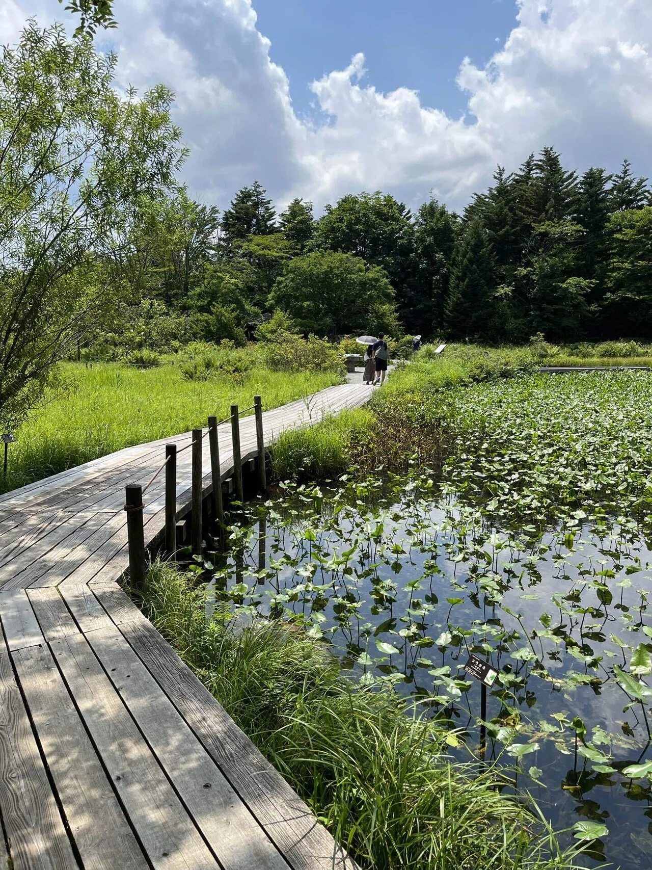 紀行文】気持ち晴れやかに歩いた 箱根湿生花園｜タキカワスエヒト