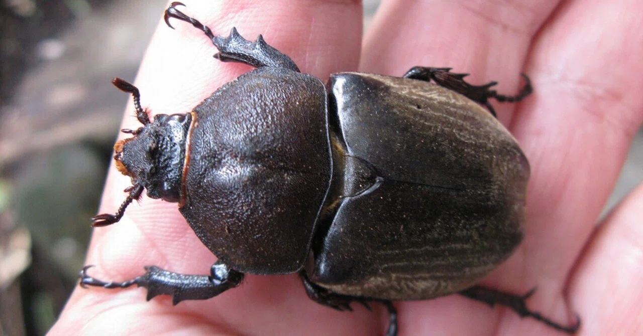 カブトムシがクヌギの樹液を吸っていた。｜海丸ミチ