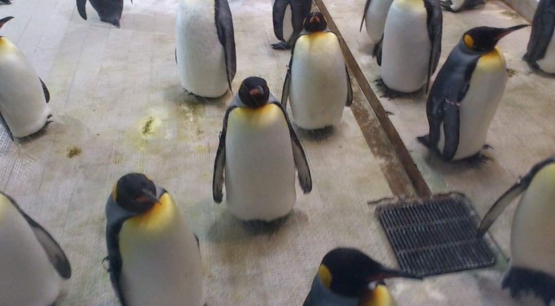 今日は 世界ペンギンの日 なのにペンギンネタがないよう 会う人 会う人に 今日は何の日 と強引にペンギンに話題をふっていきました ちなみに平成31年4月25日は 1 2 3 4 5 と綺 眼鏡屋 28 Note