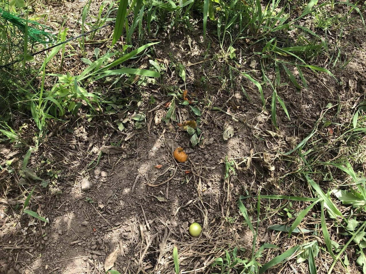 カラスの食害｜MUNA_FARM 無農薬自給自足