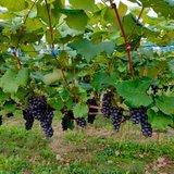 La Vigne ：津軽の雫 ぶどうジュース