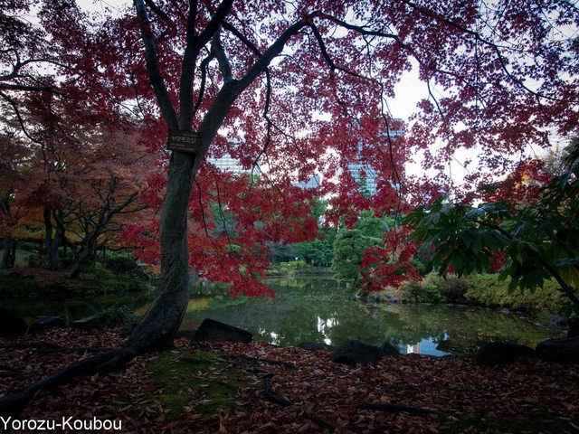 先週ですが日比谷公園に行った時の撮影しました：その1。　#日比谷公園 #紅葉 #モミジ　Panasonic DMC-GH2 OLYMPUS ZUIKO DIGITAL 11〜22mm f2.8-3.5 で撮影