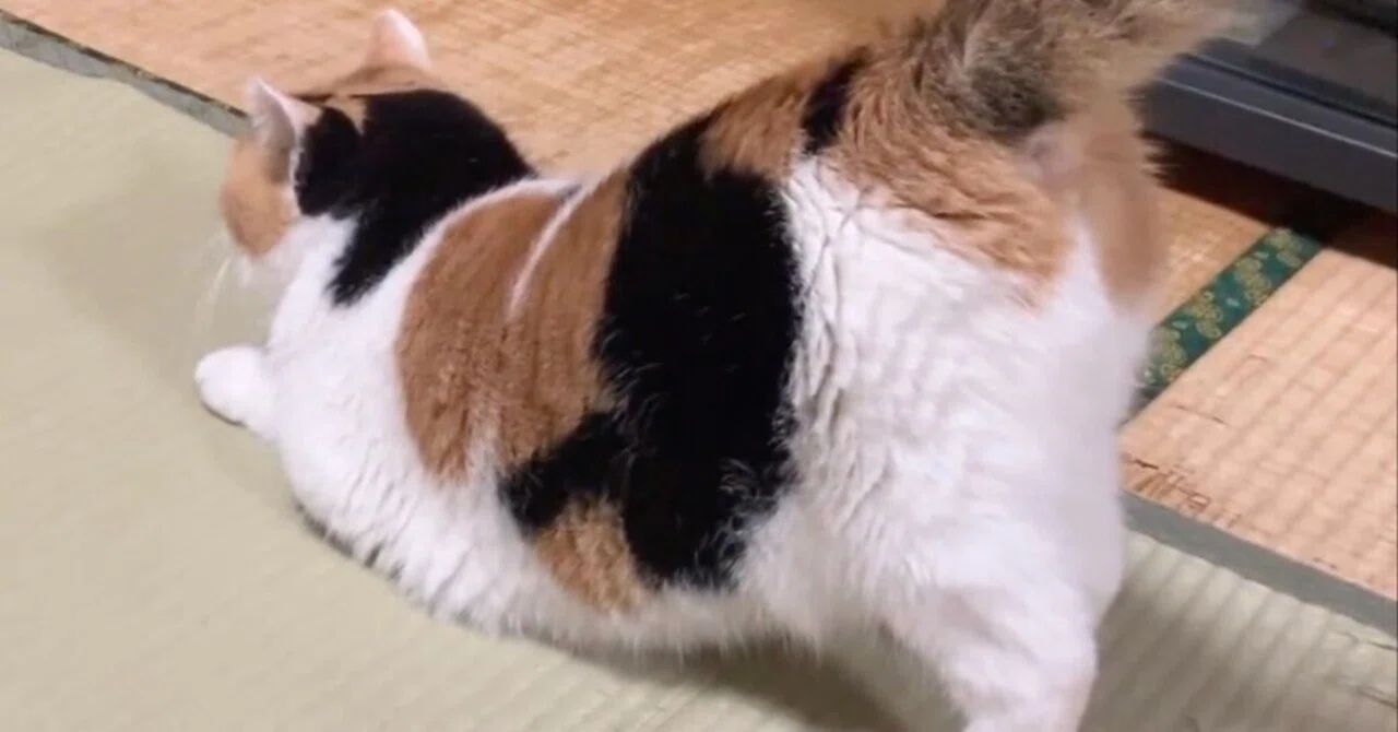 16万人を魅了】お尻をポンポンされたくて我慢できない猫ちゃん、待って