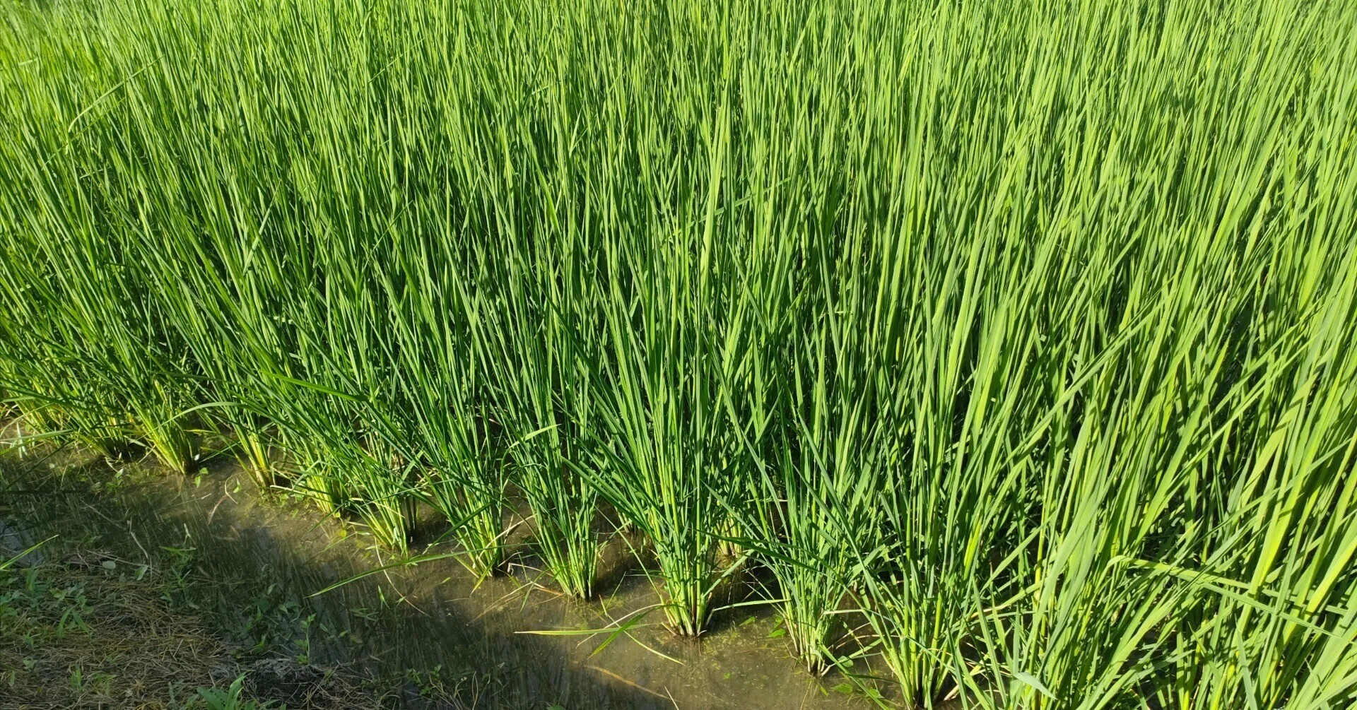 8/8田んぼの様子です｜shanthi-usui
