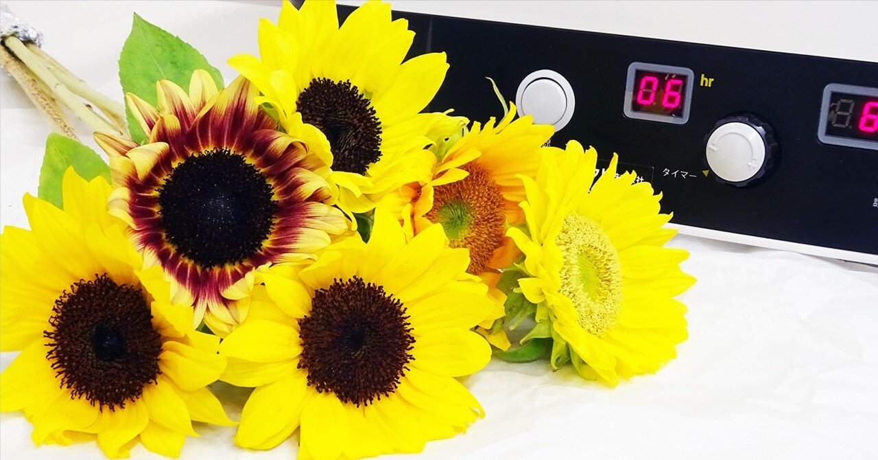 1日で完成！】フードドライヤーでつくるひまわりのドライフラワー