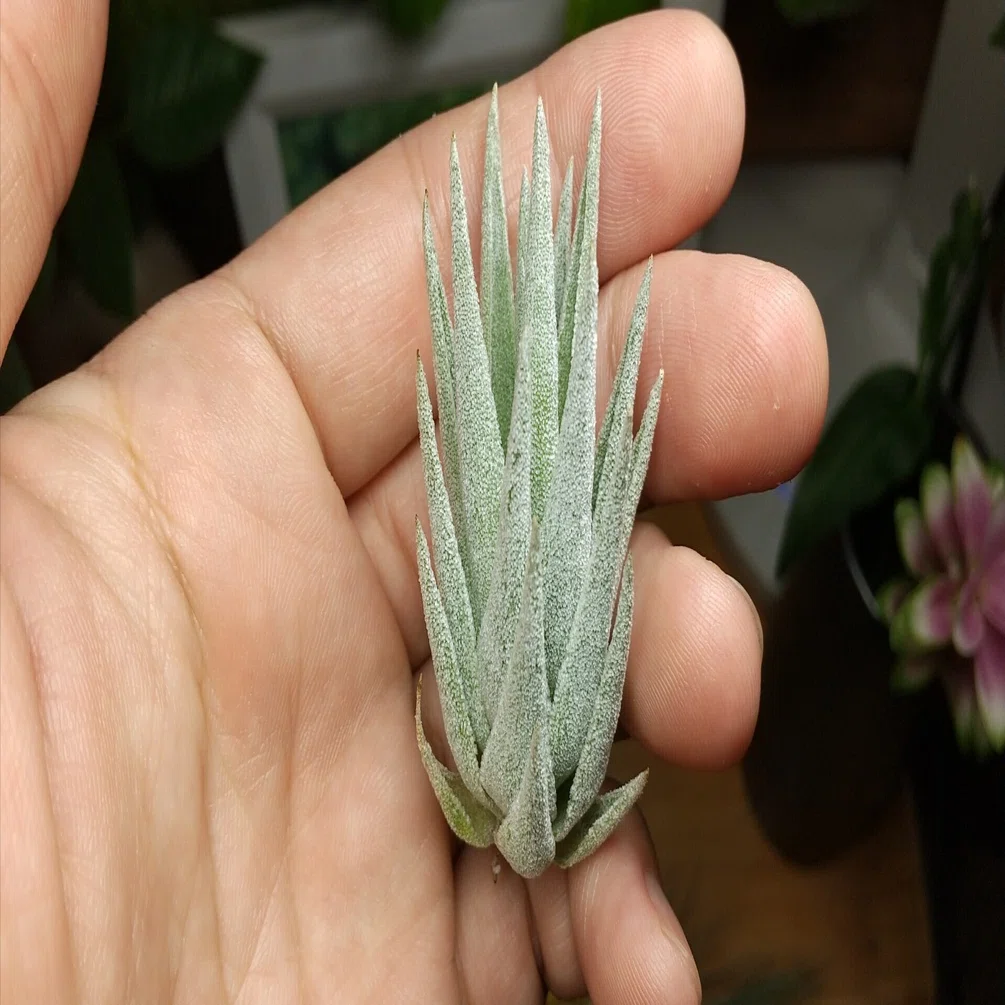 チランジア入荷リスト8/4｜NatureGarden🌿神田