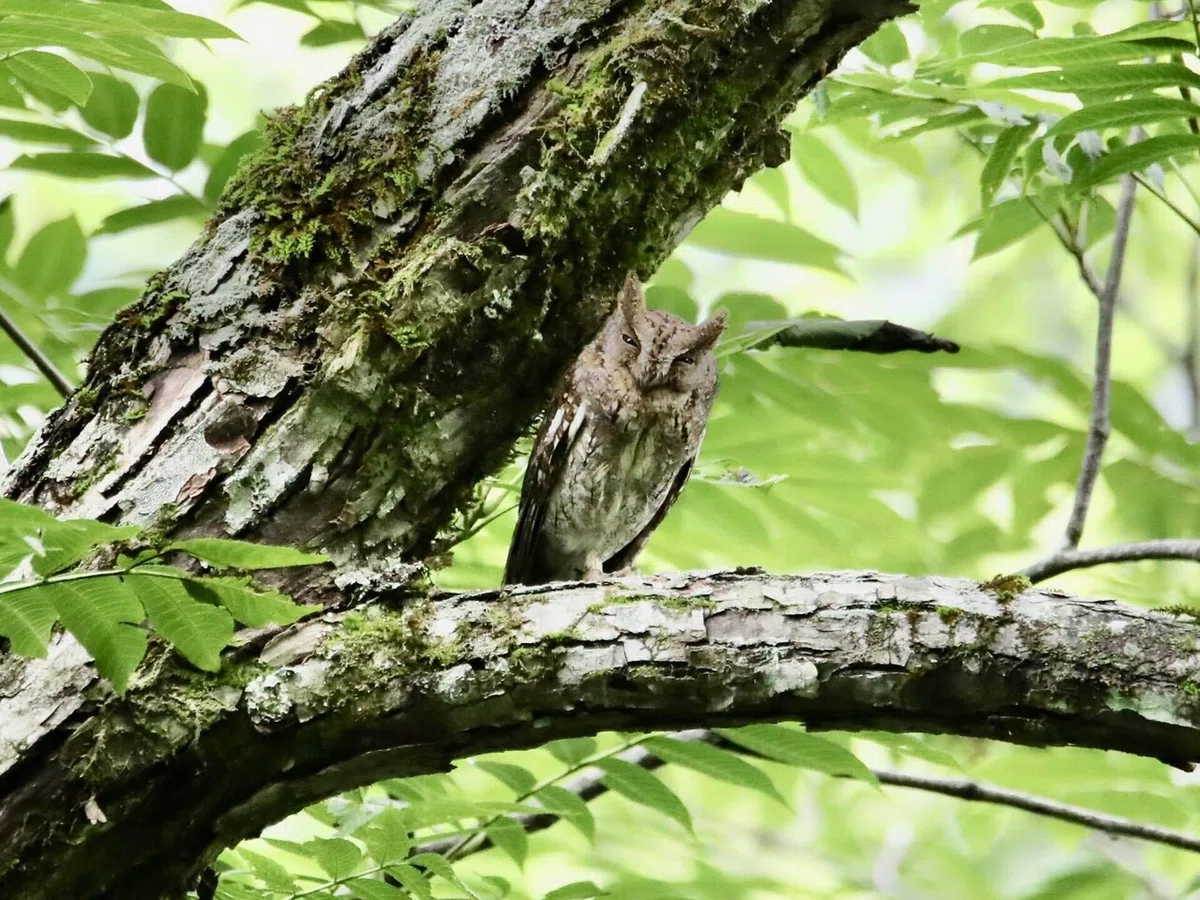 コノハズクより大きい オオコノハズク|くまごろう