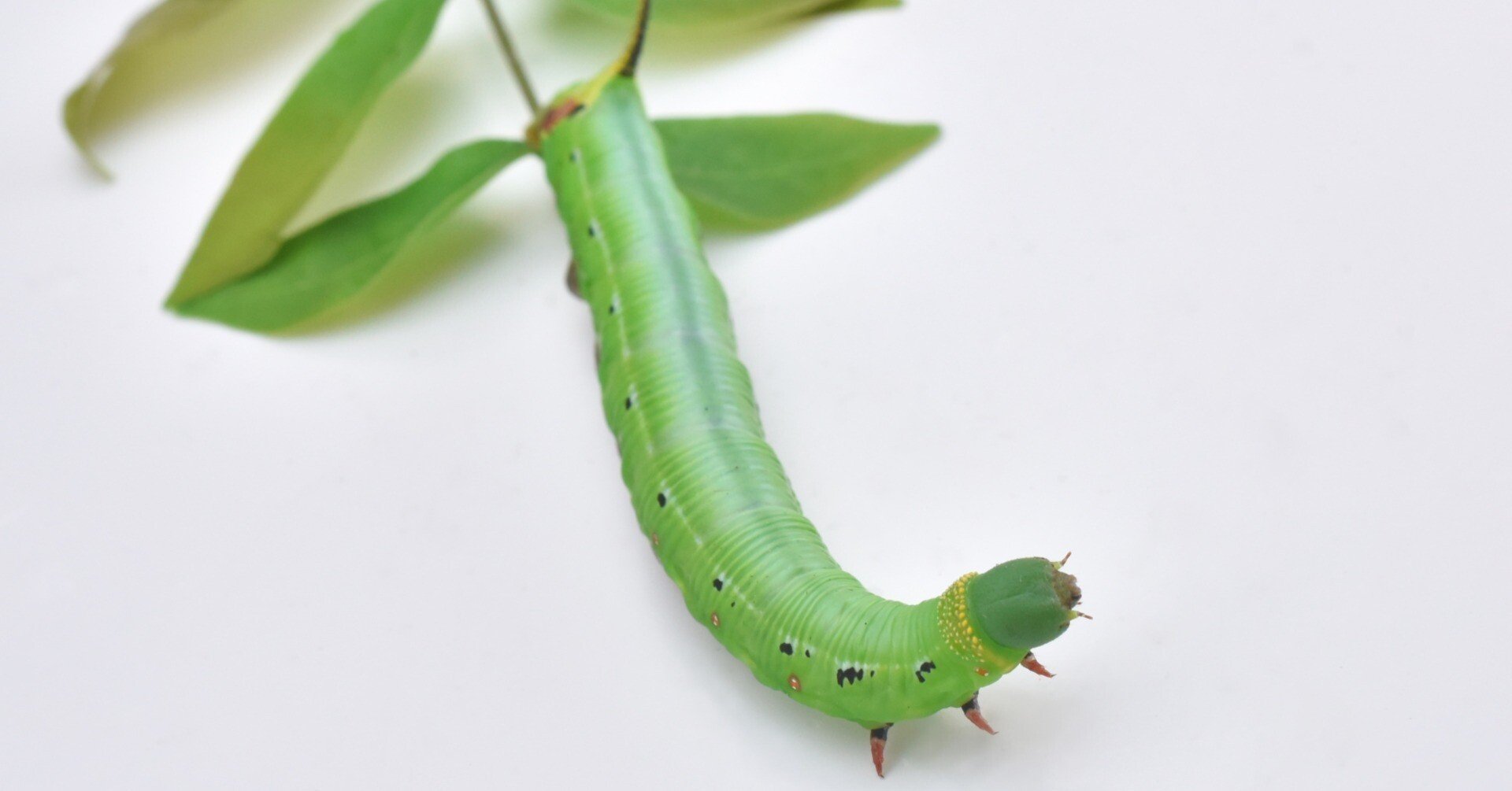 幼虫 sgxpjdtx8cty.jpg?width=1080&