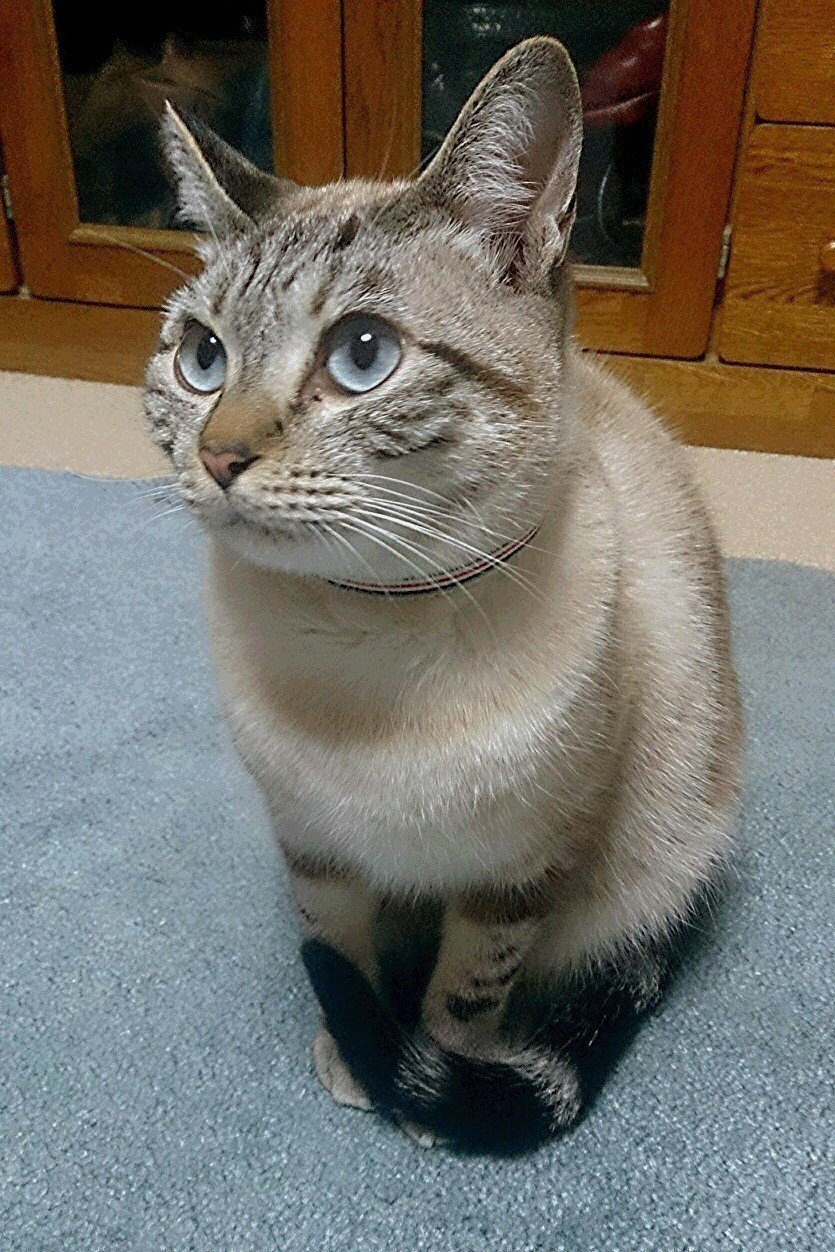 あらためて 正面からおはようございﾆｬす 大事なことなので２回言いました 猫 ネコ ねこ ぬこ Lui Note