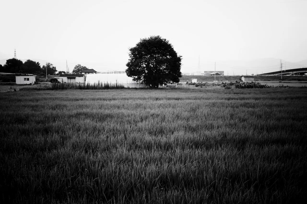 SIGMA fpとVoigtlander NOKTON classic 40mm F1.4｜Takashi Nishimura