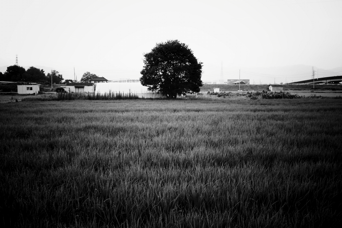 SIGMA fpとVoigtlander NOKTON classic 40mm F1.4｜Takashi Nishimura