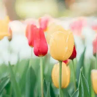 satoaya🌷