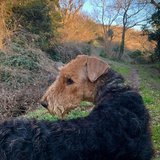 storm.airedaleterrier