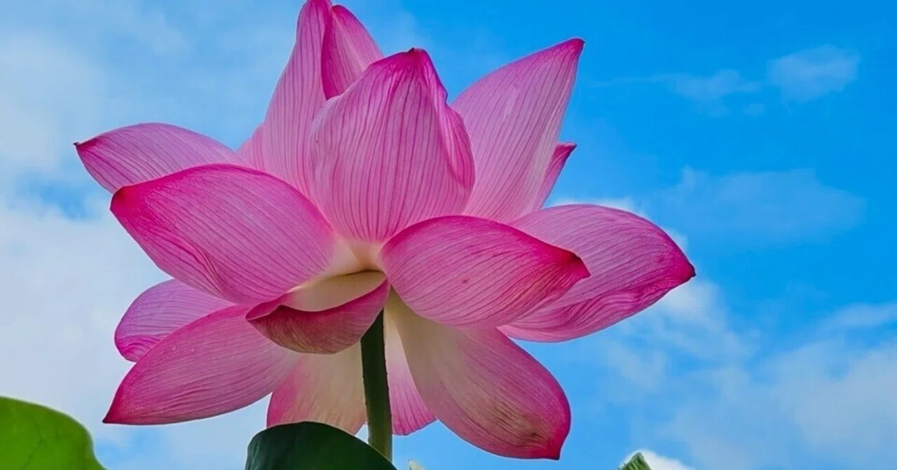 蓮の花を見に行こう！｜ミント