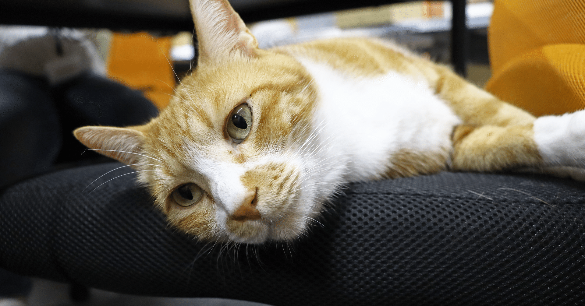 猫の愛情表現｜ねこぱんち名古屋