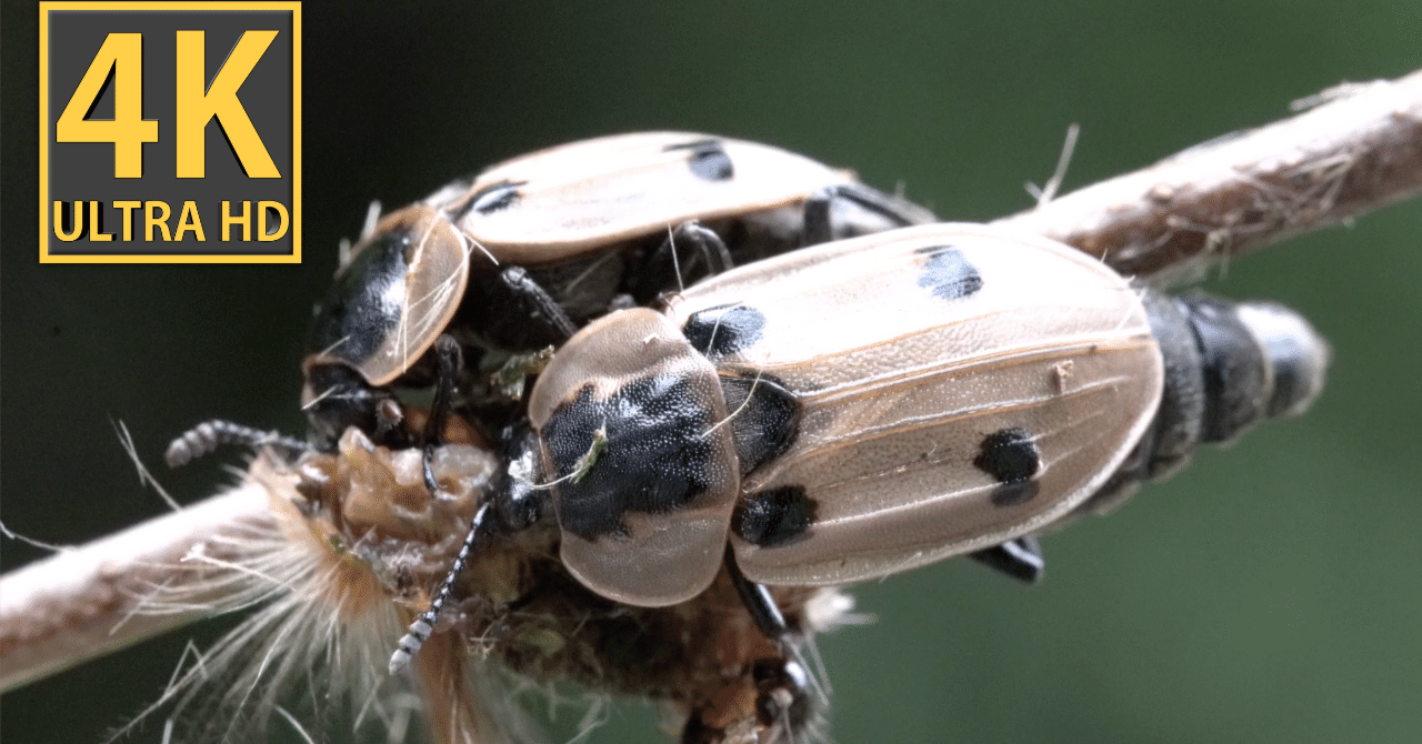ASMR】ヨツボシヒラタシデムシが崖虫を食べる音 樹上のハンター。自身