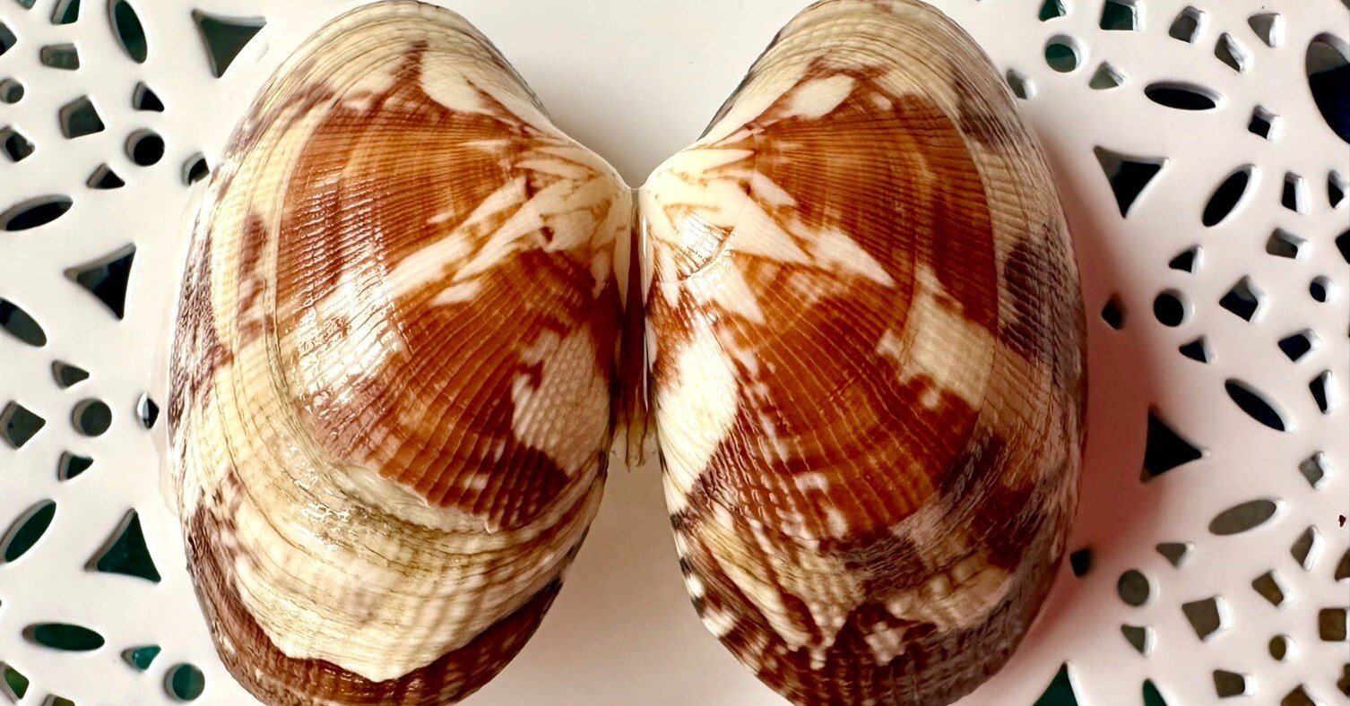 あさり”を自分でとりたい｜あさりの魅力研究家/朝理多サリア