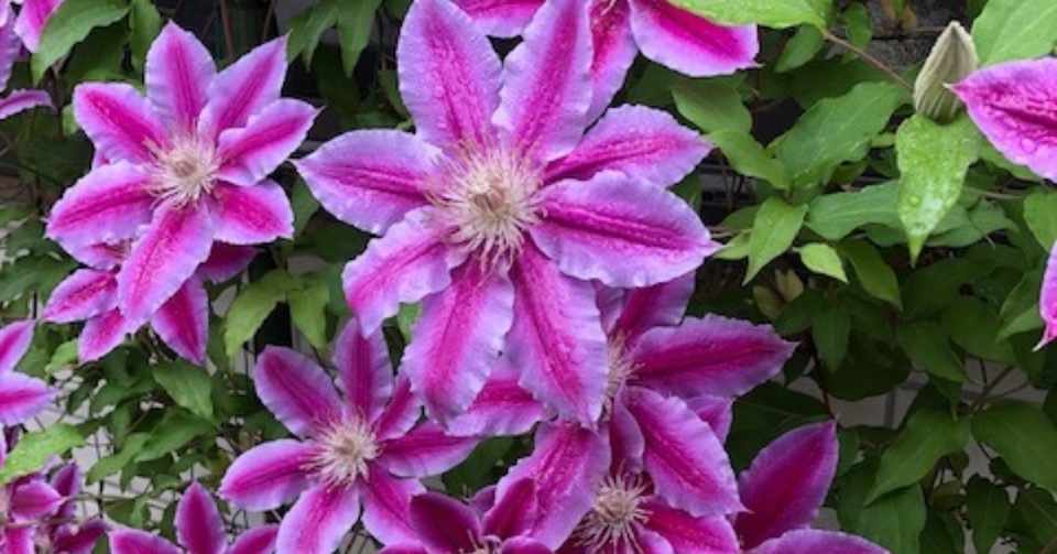 28 甘い束縛と寂しい愛情 モロホシクミ Note