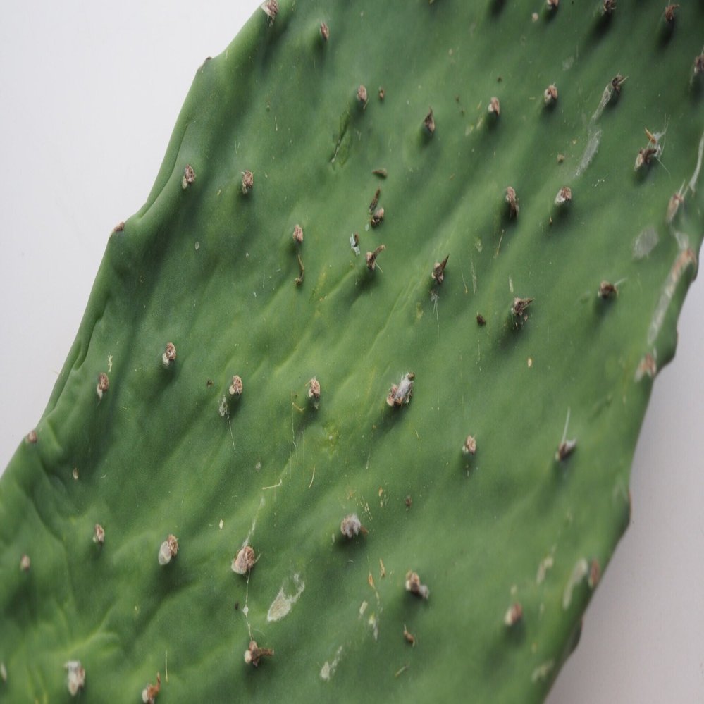 うちわサボテンを食べてみた｜ayagawawa