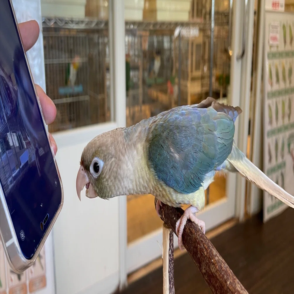 ウロコインコ お迎えしました！！｜幻奏