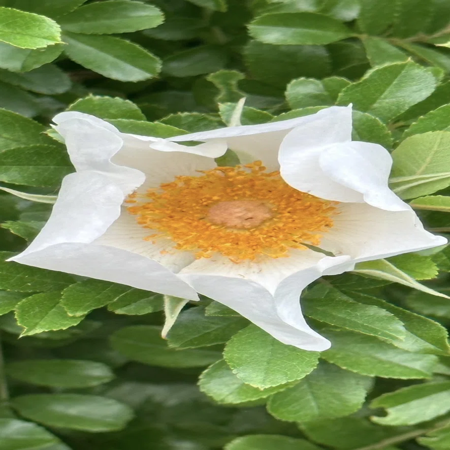 薔薇です。 FRIED EGG ROSE｜EGGSEED