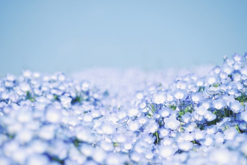 Baby Blue Eyes 瑠璃唐草 安永 明日香 Note Baby Blue Eyes 瑠璃唐草 安永 明日香 Note