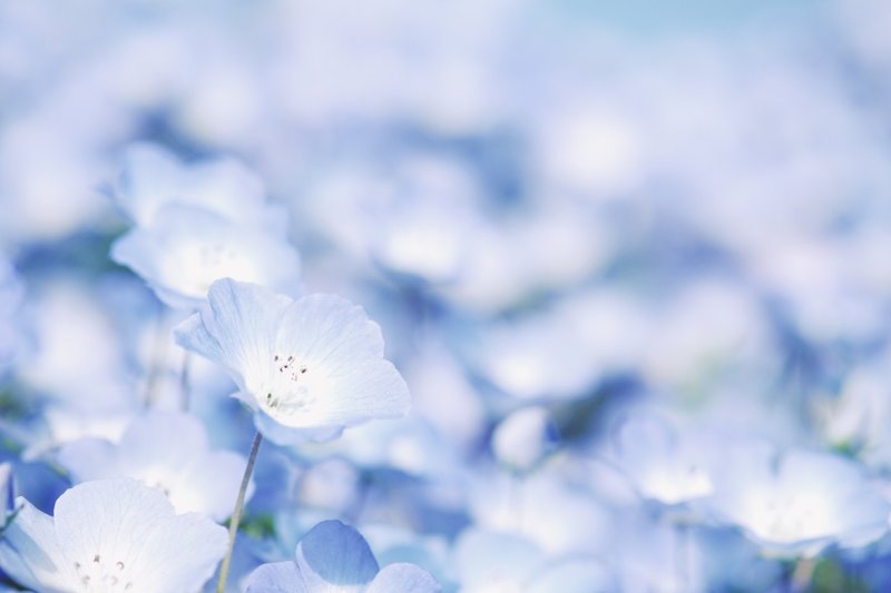 Baby Blue Eyes 瑠璃唐草 安永 明日香 Note Baby Blue Eyes 瑠璃唐草 安永 明日香 Note