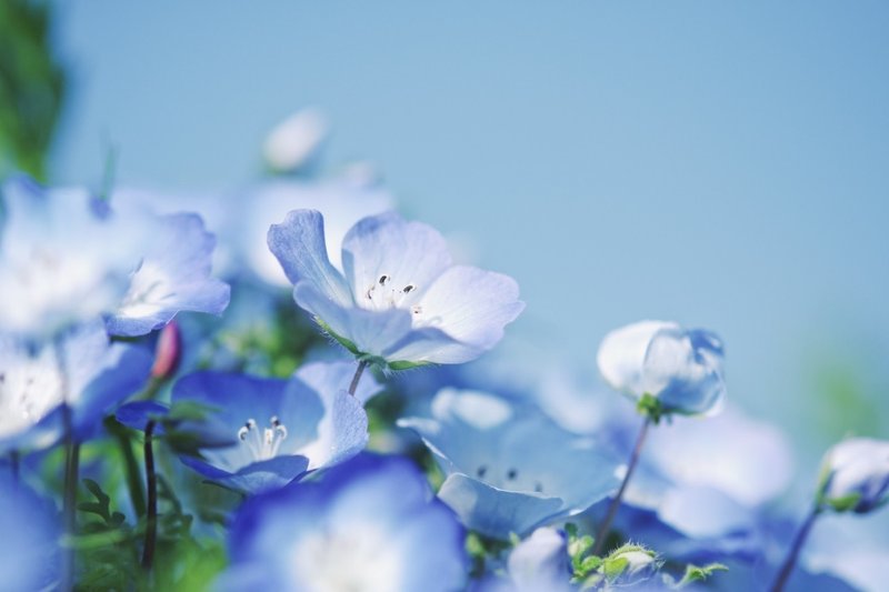 Baby Blue Eyes 瑠璃唐草 安永 明日香 Note Baby Blue Eyes 瑠璃唐草 安永 明日香 Note
