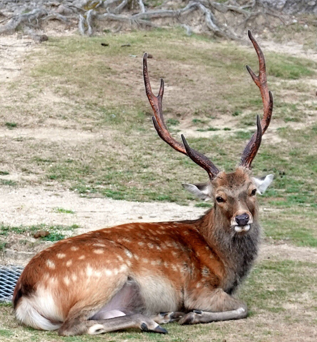 立派な鹿の角 2対　4本セット です！ mqdefault.jpg