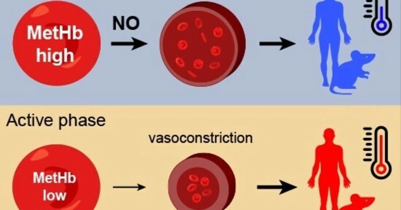 Mechanism and physiological function of hemoglobin oxidation rhythms in ...