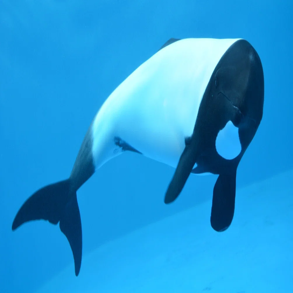 夏休み恒例の…｜仙台うみの杜水族館