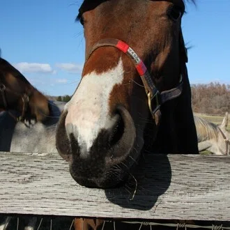 本気の競馬力向上研究所