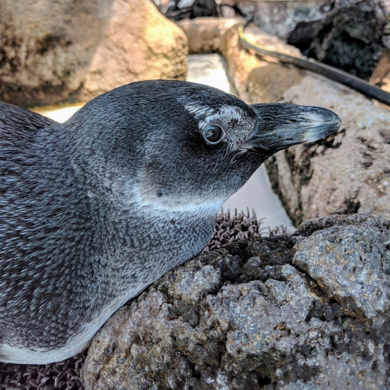 ケープペンギンのサクラくん｜ペンギン太郎