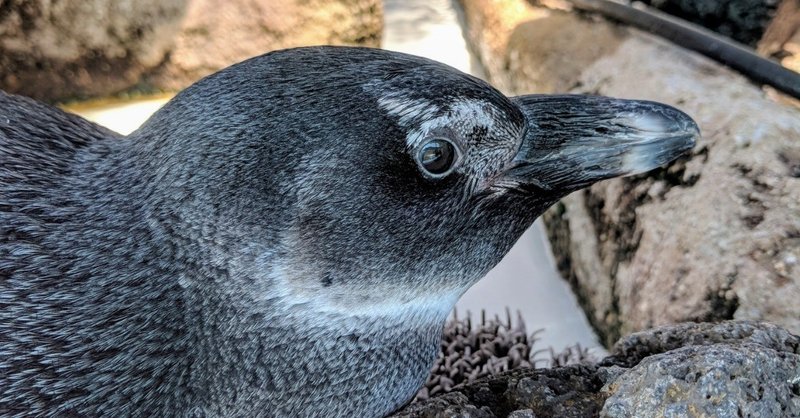 ケープペンギンのサクラくん ペンギン太郎 Note