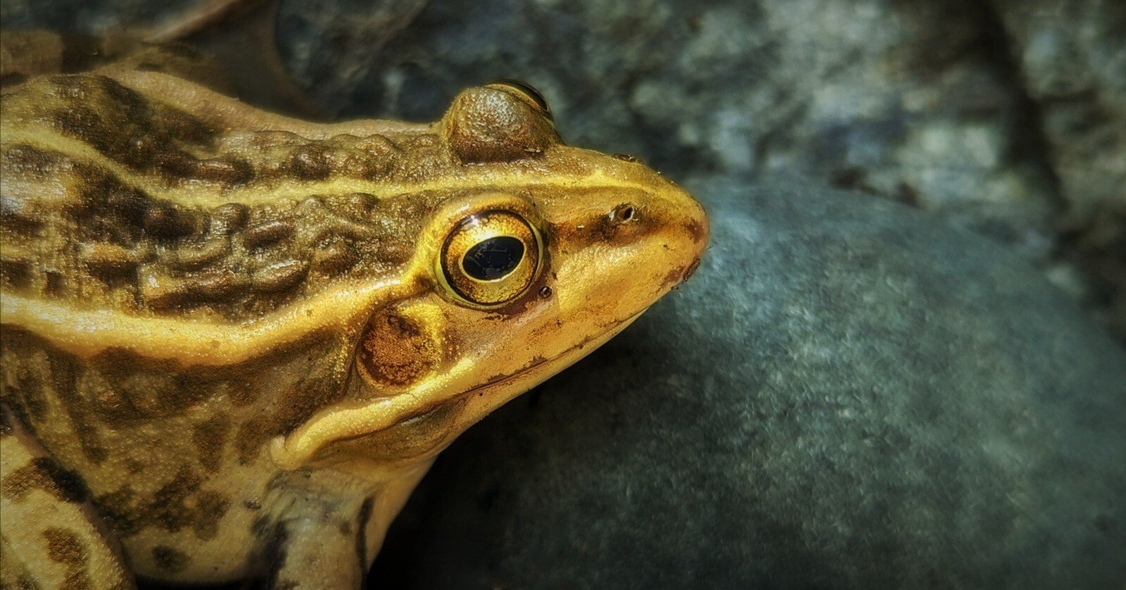 カエル 松阪市】新種？！鳥羽水族館にやってきた青いトノサマガエルは、松阪市