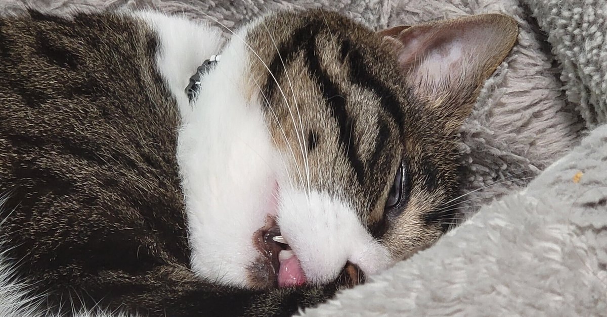 のりねこ様 お直し のりねこ様 のりねこ様 のりねこ様 お直し