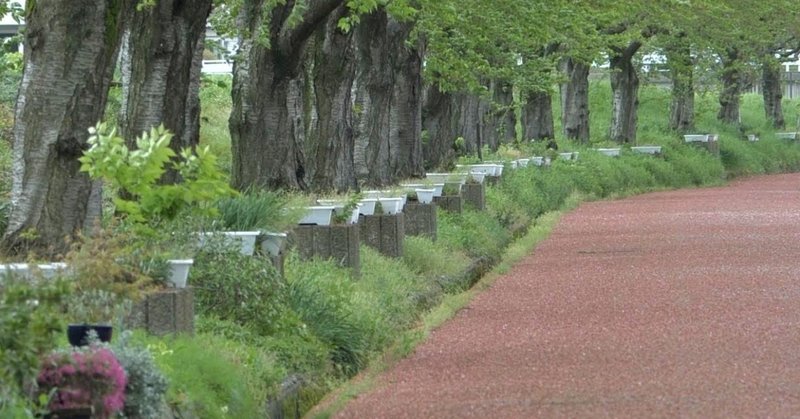 桜が散った後の赤い絨毯 高柳豊 Note