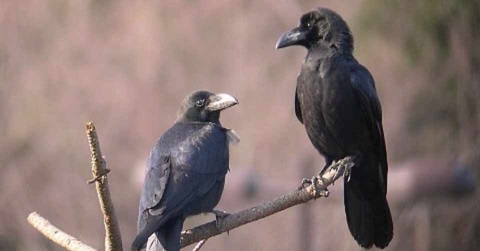 第177回 カラスの構造色 翆野 大地 Note