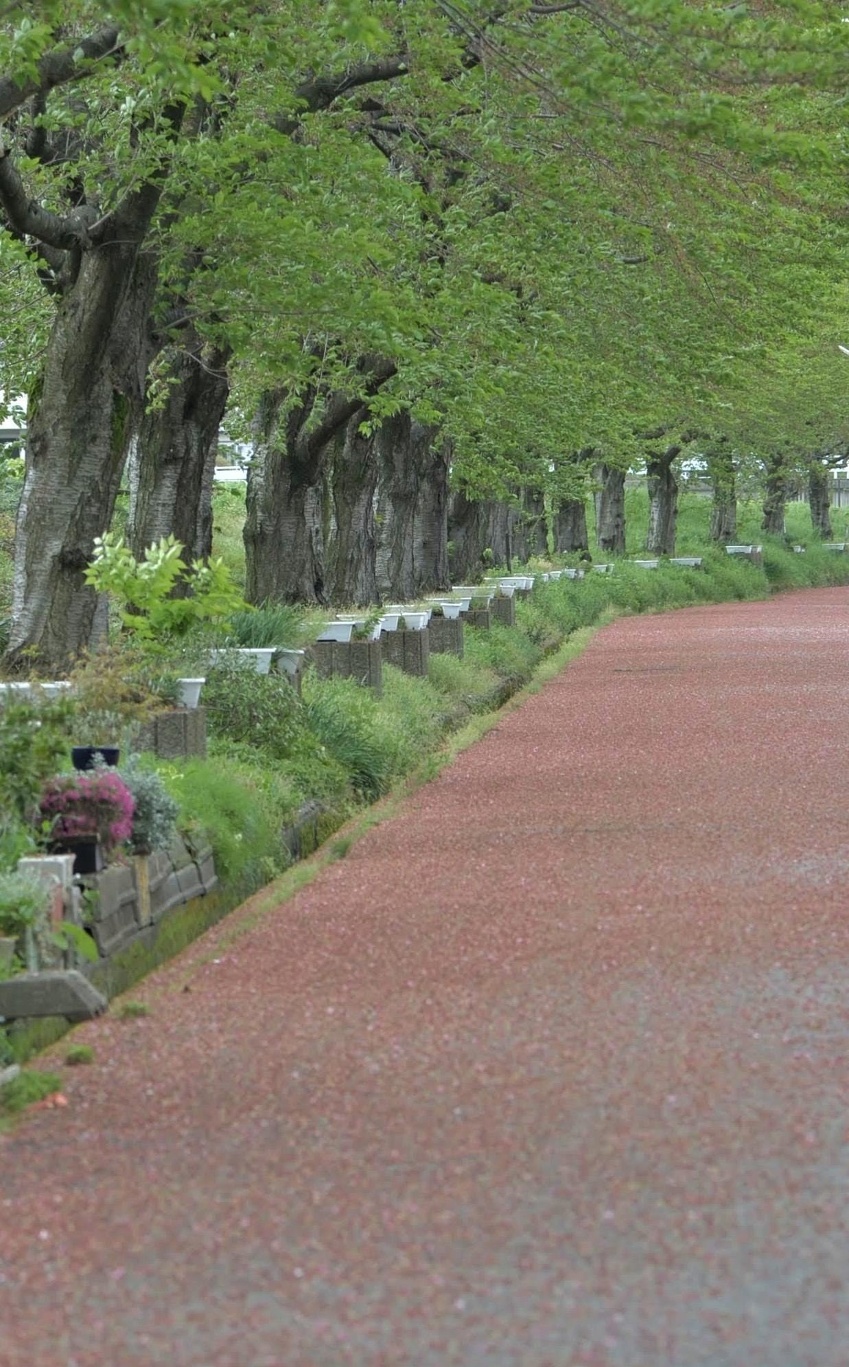 桜が散った後の赤い絨毯 高柳豊 Note 桜が散った後の赤い絨毯 高柳豊 Note