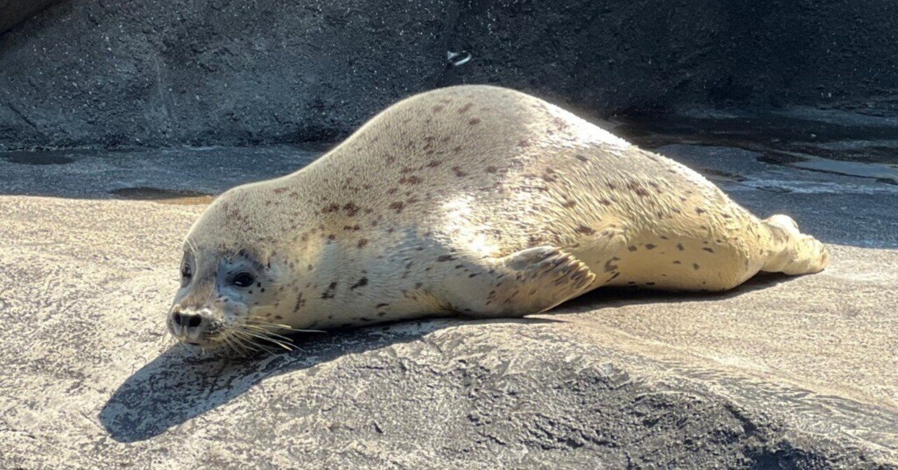 ゴマフアザラシのおはなし その2｜上越市立水族博物館 うみがたり