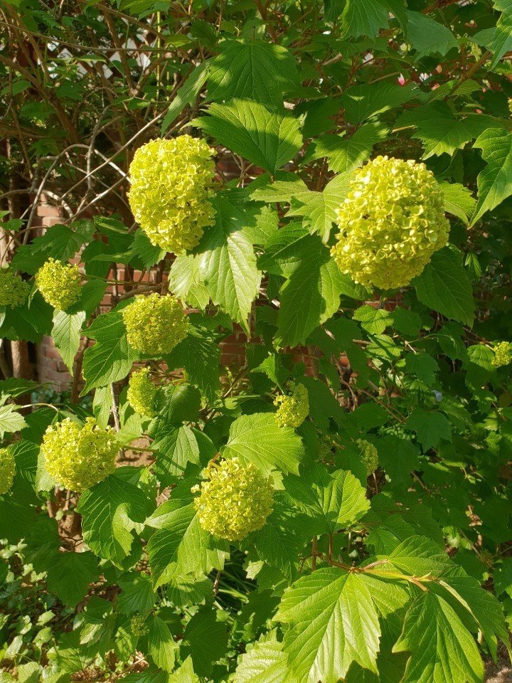 緑のあじさい咲いた 白滝みえ Note