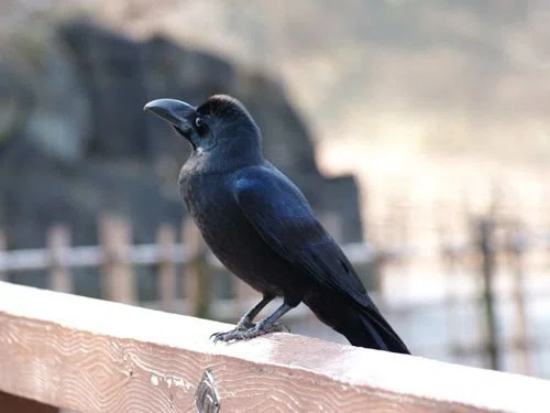 第177回 カラスの構造色｜翆野 大地